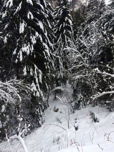 randonnée-raquettes-à-neige-0623