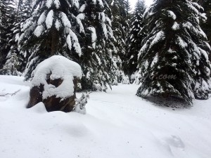 randonnée-raquettes-à-neige-0643
